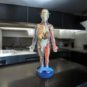 Human‎ Body Model with Tray Removable Human Torso and Body Parts